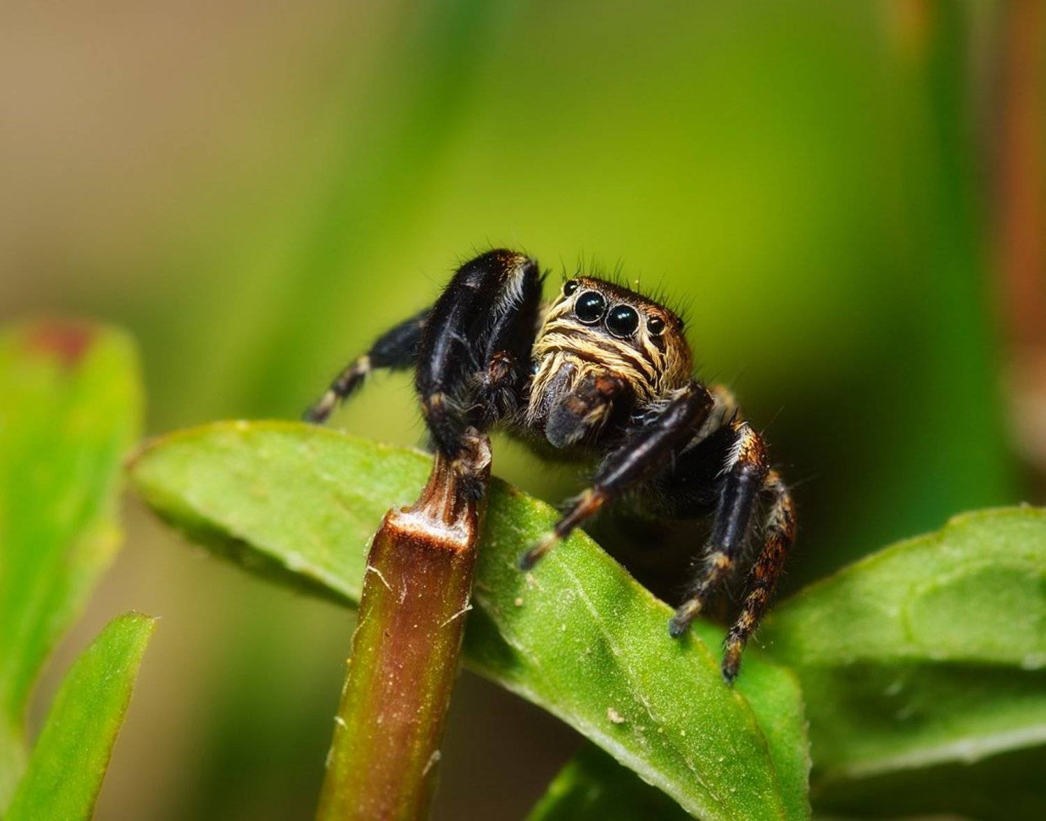 nikon, d7000, spider, macro, close-up, nature, arachnida, arthropoda, jumping spider, kazakhstan, widlife, паук, скакун, казахстан, природа, макро, Эдуард Ким