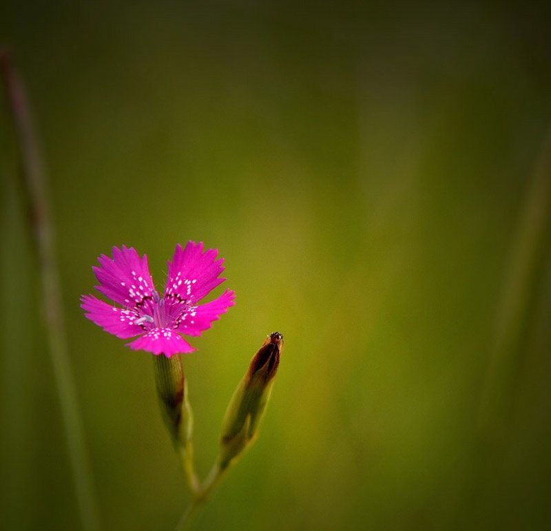 Loner фото превью