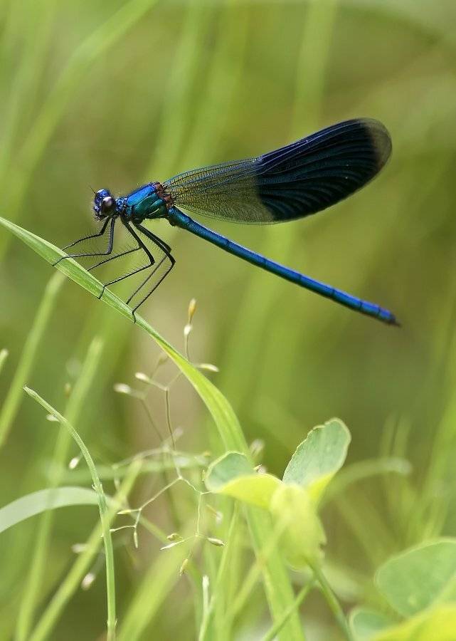 красотка, стрекоза, Cheplenko Aleksey