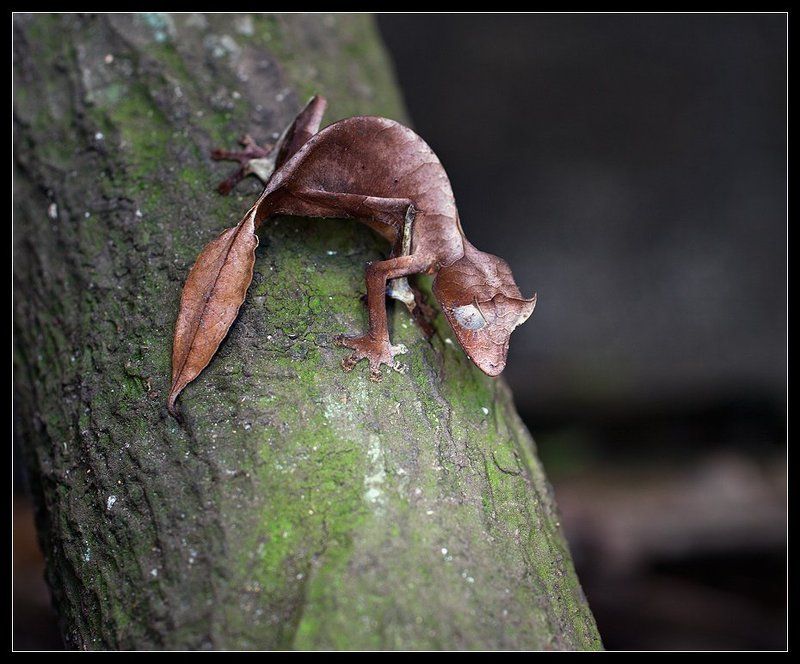 геккон, мадагаскар Геккон (2) фото превью