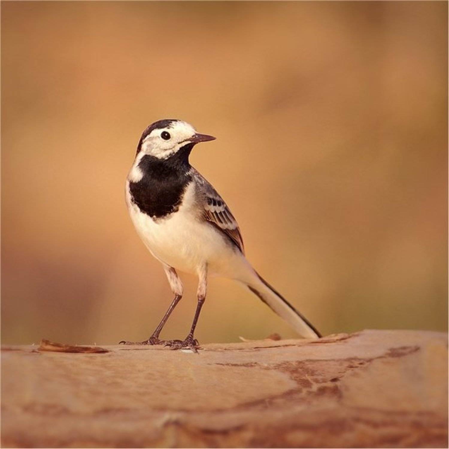 , Дмитрий Алексеев