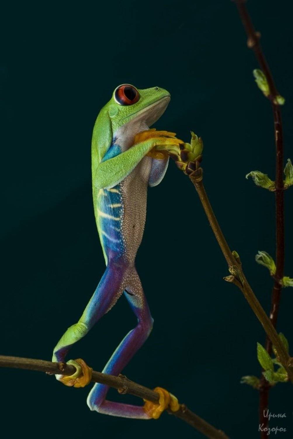 квакша, лягушка, Ирина Козорог