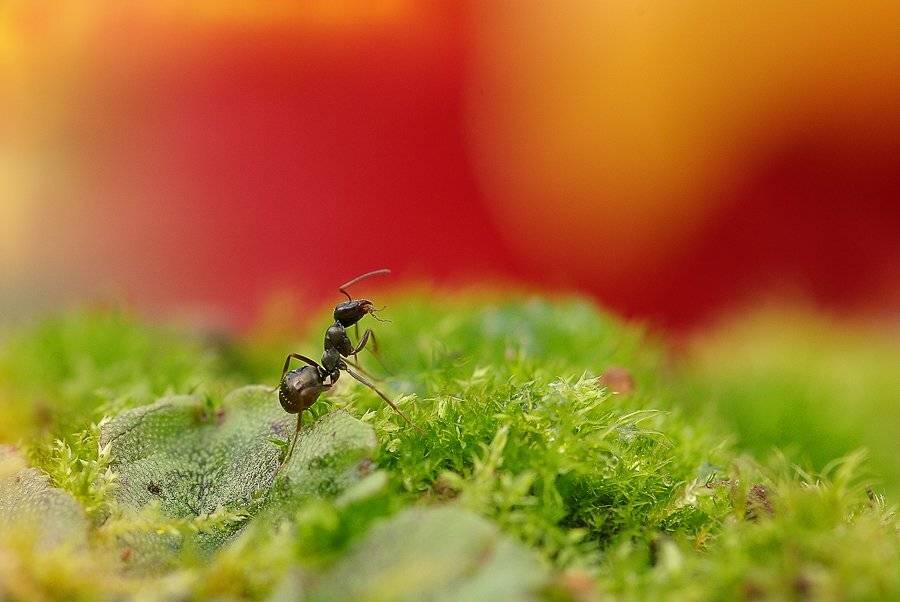 муравей, Ирина Козорог