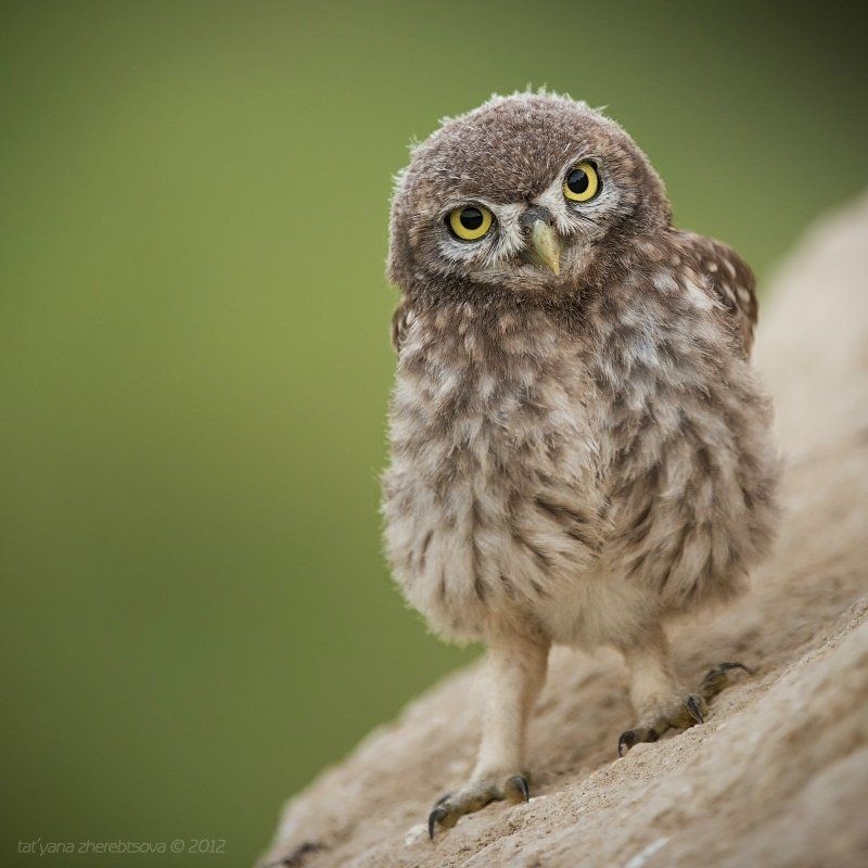 сыч, домашний Сычик фото превью