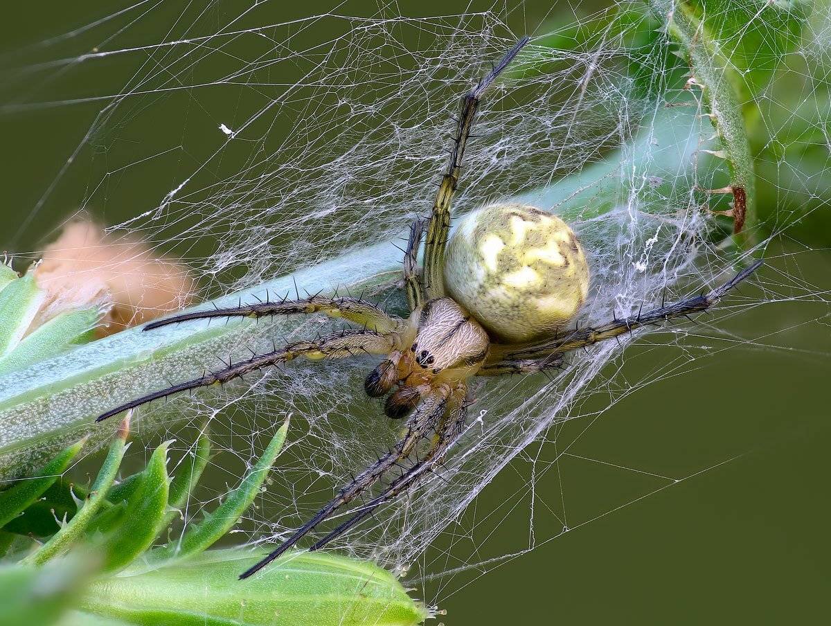 , Вадим Ходаковский