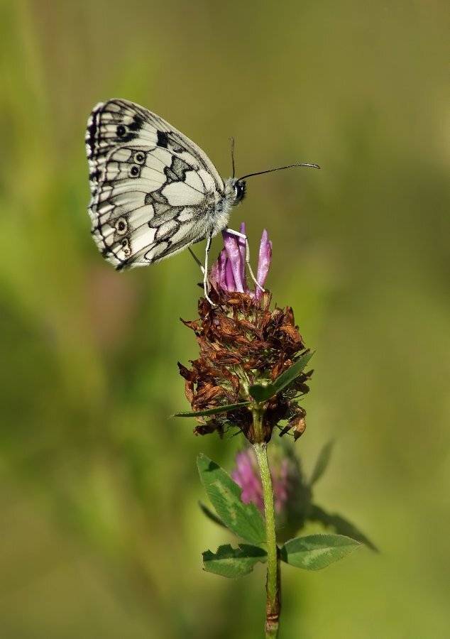 пестроглазка, галатея, melanargia, galathea, Cheplenko Aleksey