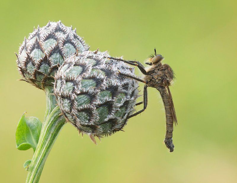 продавец арбузов..... фото превью