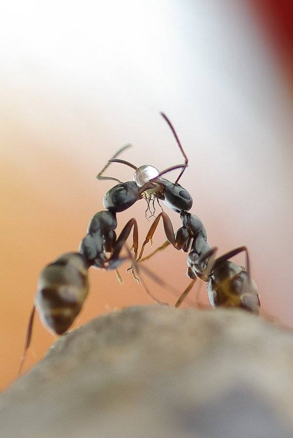 , Ирина Козорог