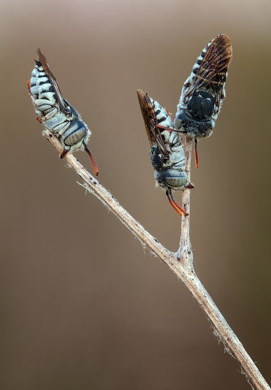 Three фото превью