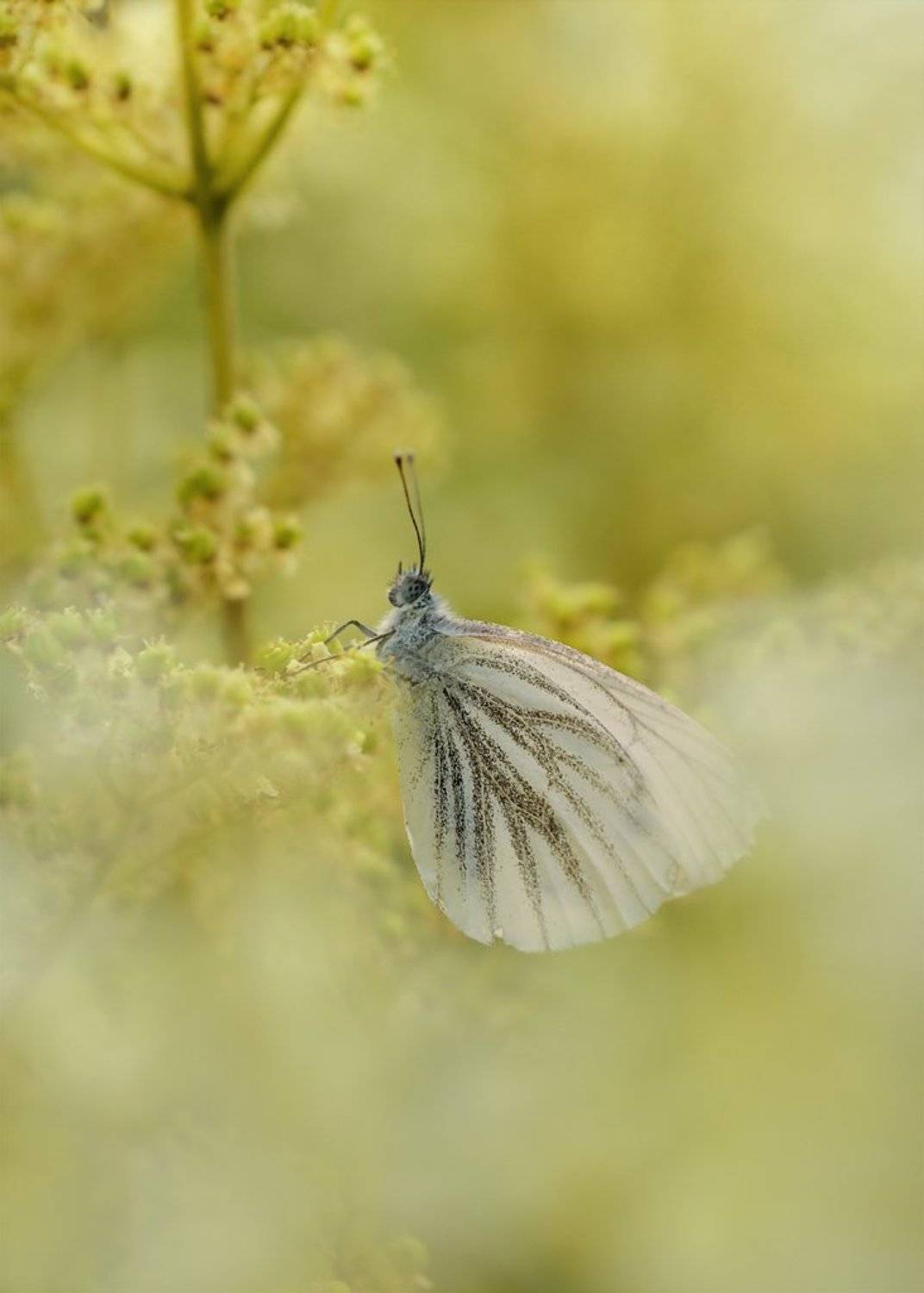 , Юлия Борзилова