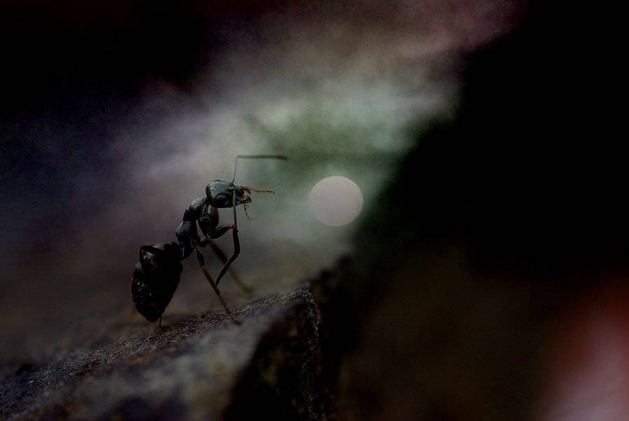 муравей, Ирина Козорог