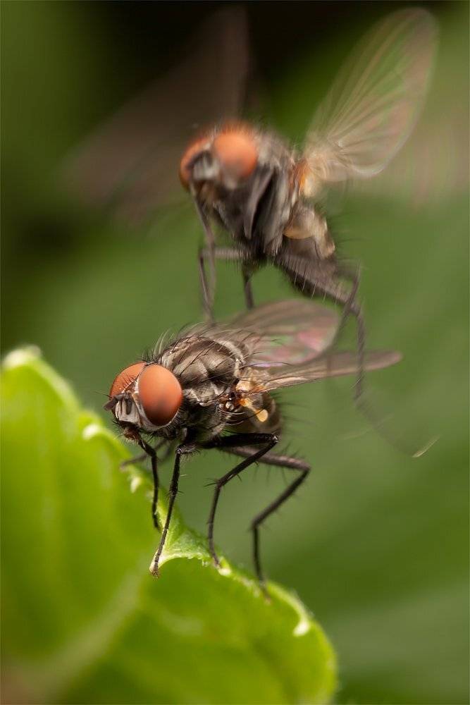 мухи, macro, Linas T
