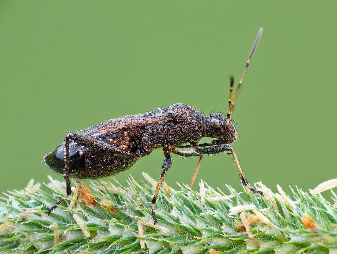 , Вадим Ходаковский