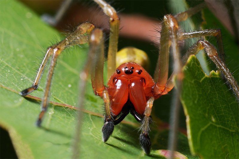 nikon, d7000, macro, asia, kazakhstan, nature, wildlife, spider, cheiracanthium, arthropoda, arachnida, казахстан, природа, азия, паук, макро Желатиновый разбойник фото превью