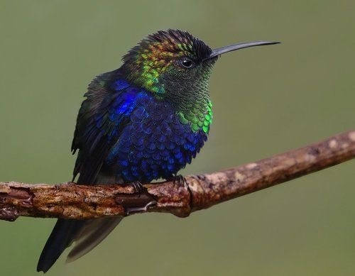 Лесная нимфа