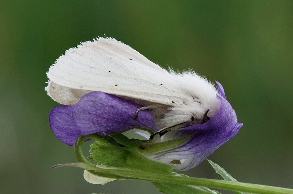 , Сергей Таланов