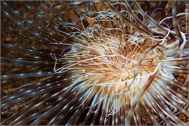 Горгона фото превью