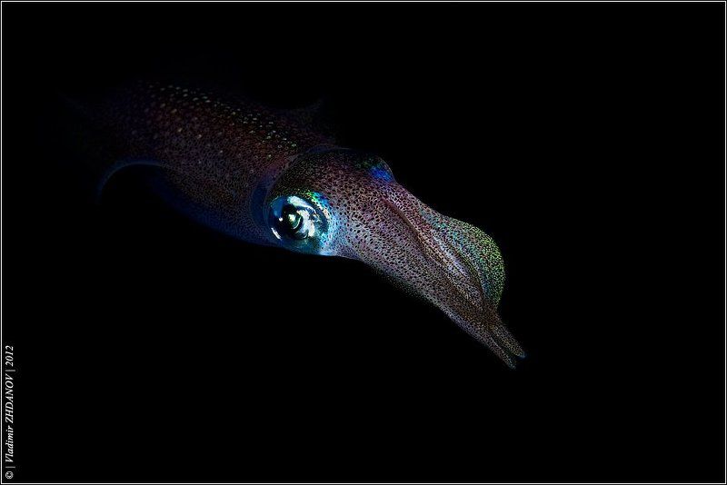 кальмар, красное, море, египет, дахаб, подводное, фото, ночное, погружение Night Hunter фото превью