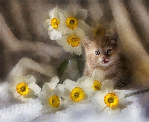 Солнечный котёнок