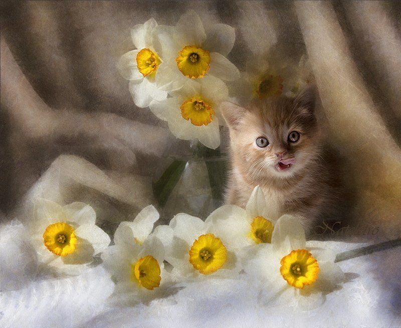 натюрморт, цветы, нарциссы, котёнок, британец Солнечный котёнок фото превью