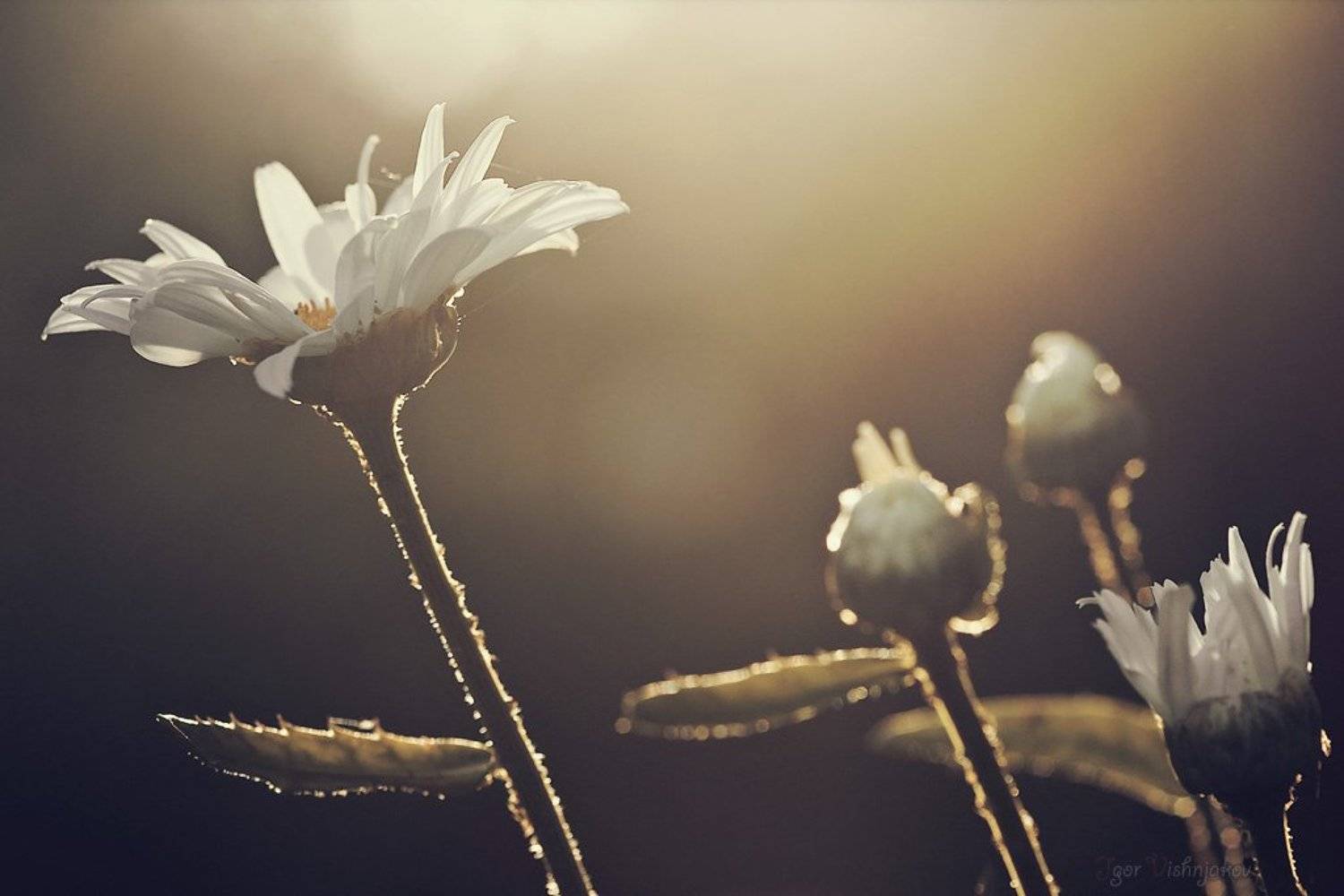 , Игорь Вишняков