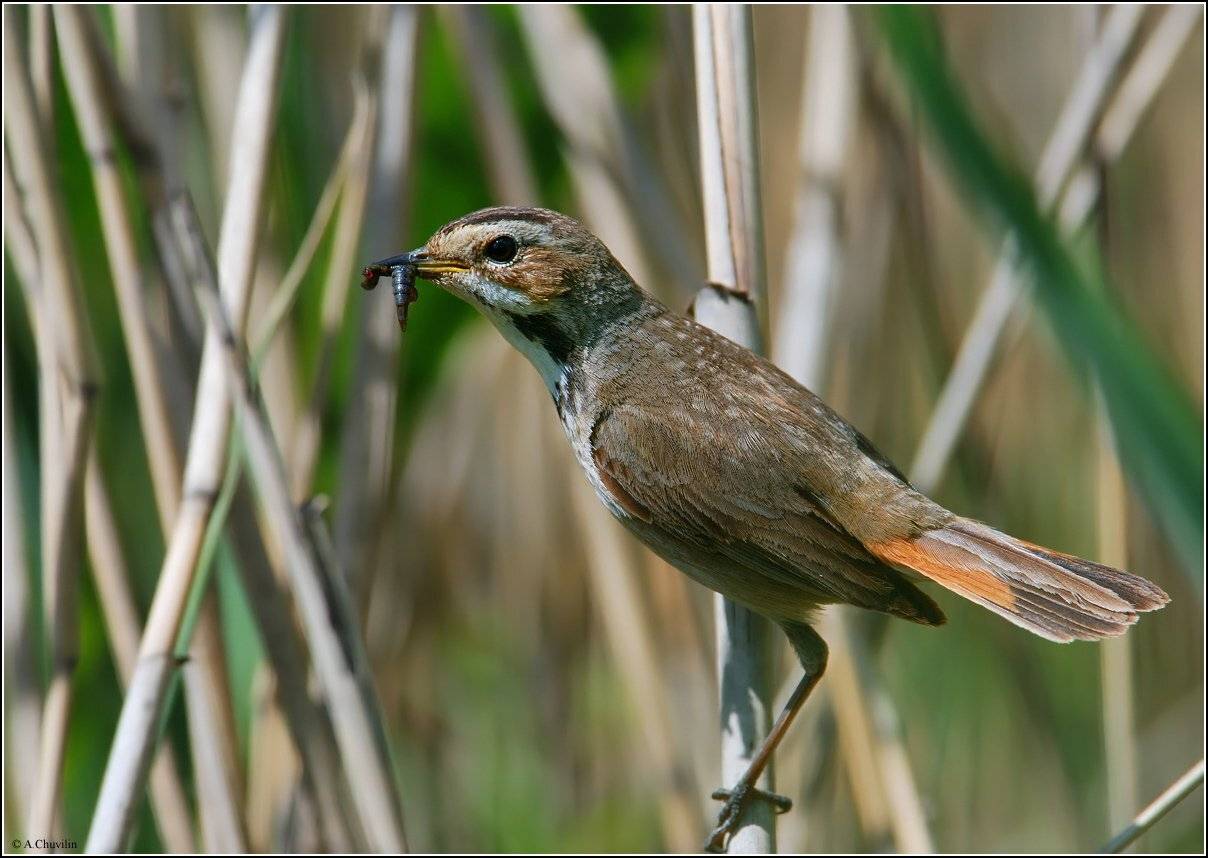 птица,варакушка,самка,червяк,июнь, Александр Чувилин