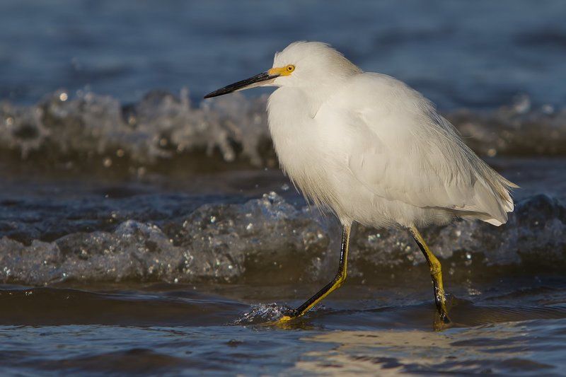 американская белая цапля, птицы, пернатые Холодно фото превью