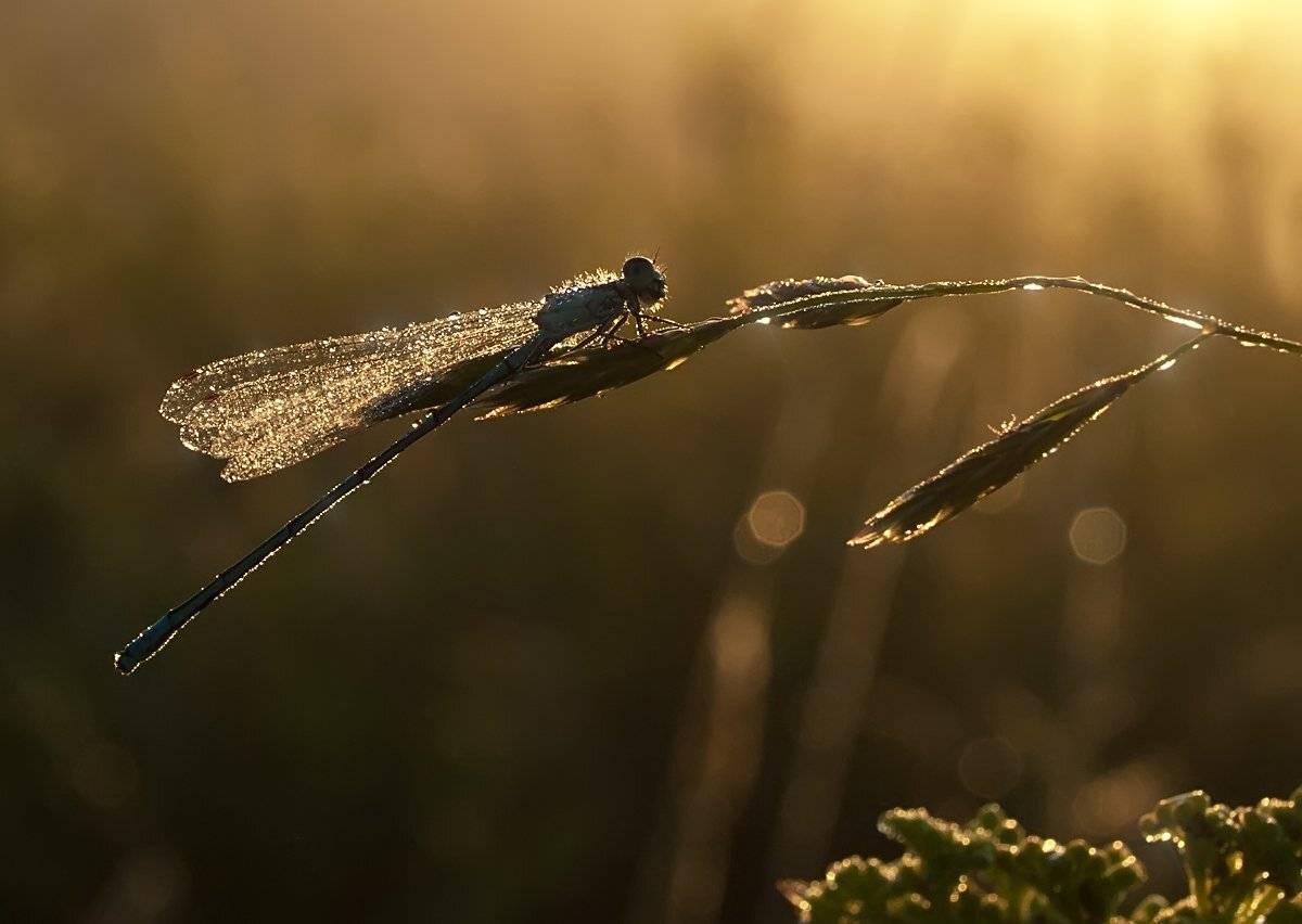 роса, рассвет, утро, стрекоза, Марина Брыдня
