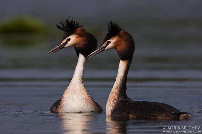 большая поганка, голям гмурец, cabuss&oacute; emplomallat, pot&aacute;pka roh&aacute;č, haubentaucher, great crested grebe, somormujo lavanco, murgil handi, gr&egrave;be hupp&eacute;, Борис Белчев