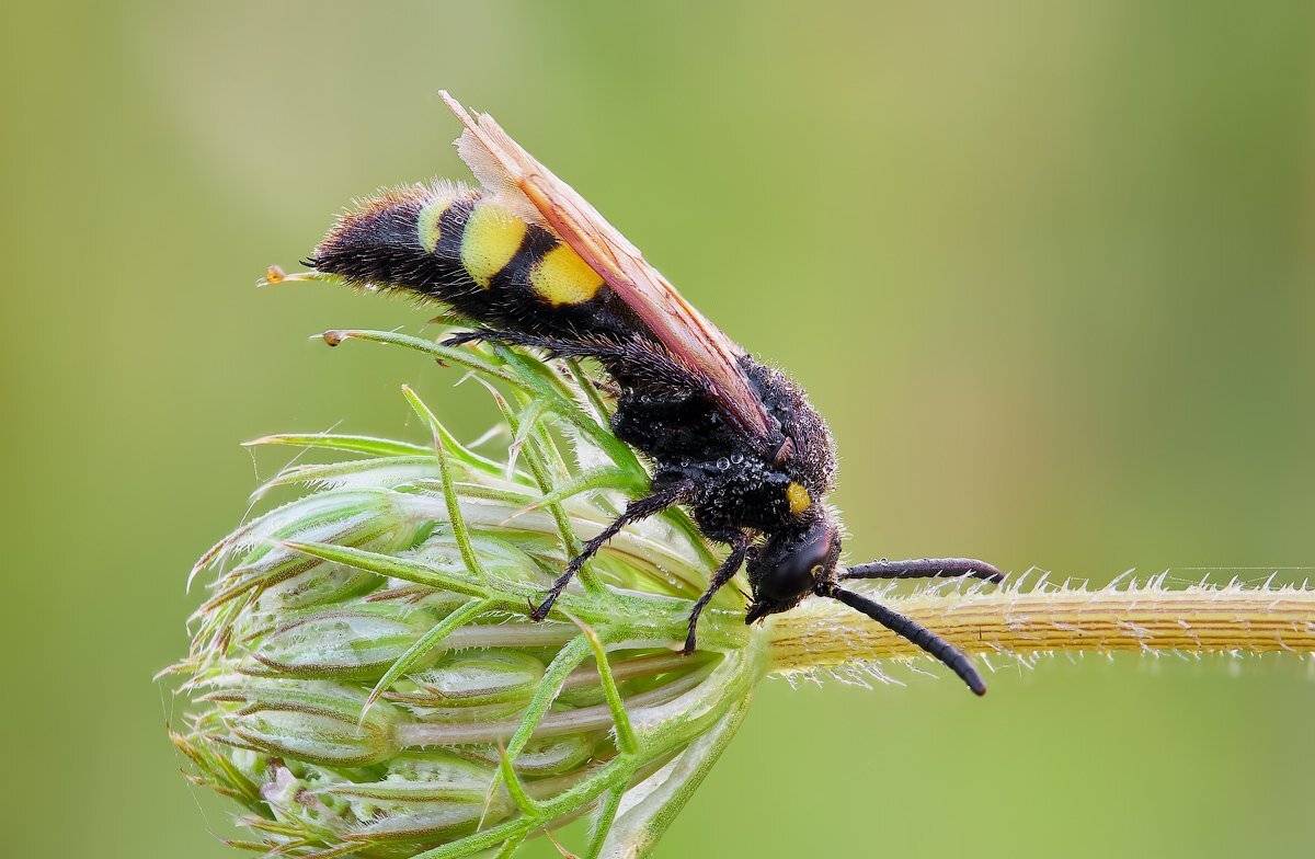 , Вадим Ходаковский