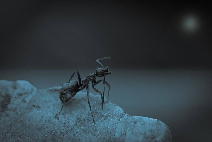 муравей, ночь, луна, Ирина Козорог