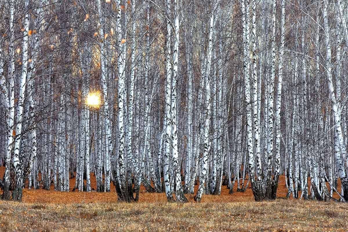 , Качурин Алексей