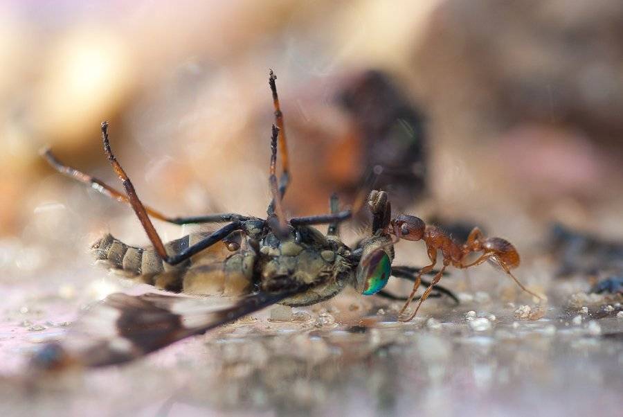 муравей, слепень, Ирина Козорог