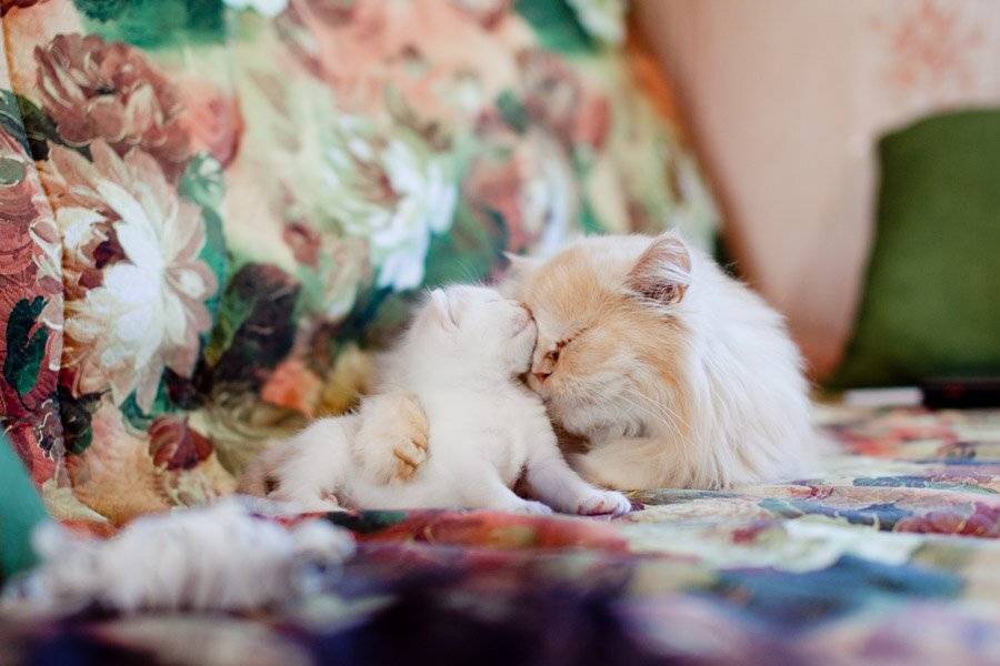 кошки, Ринат Ямаев