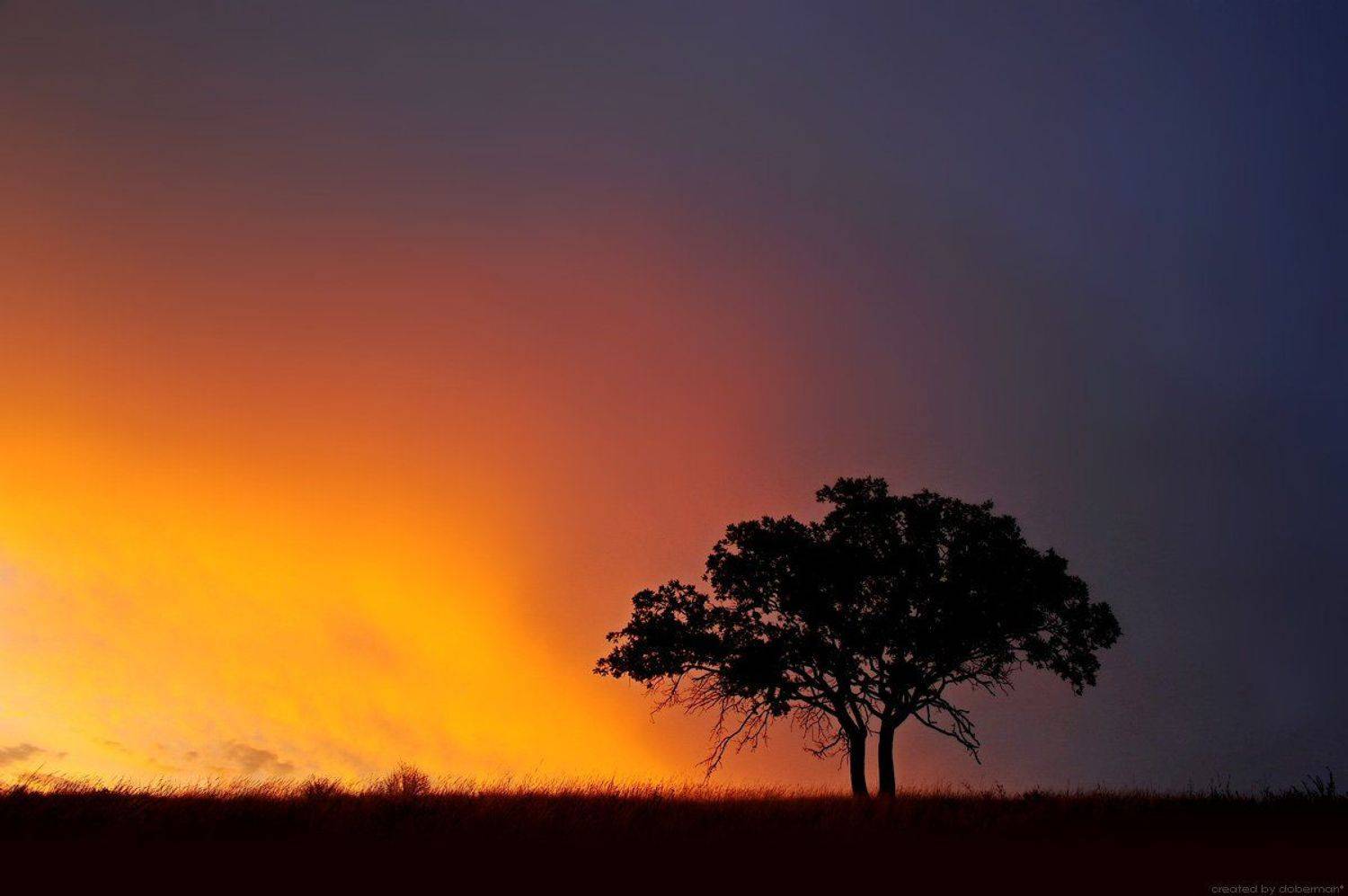 , Денис Богомолов