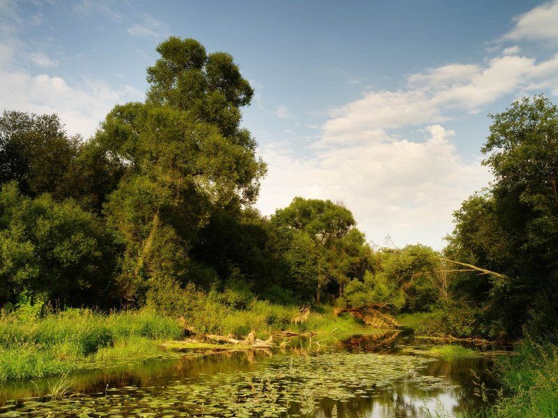Кувшинки на Пахре июльским вечером фото превью