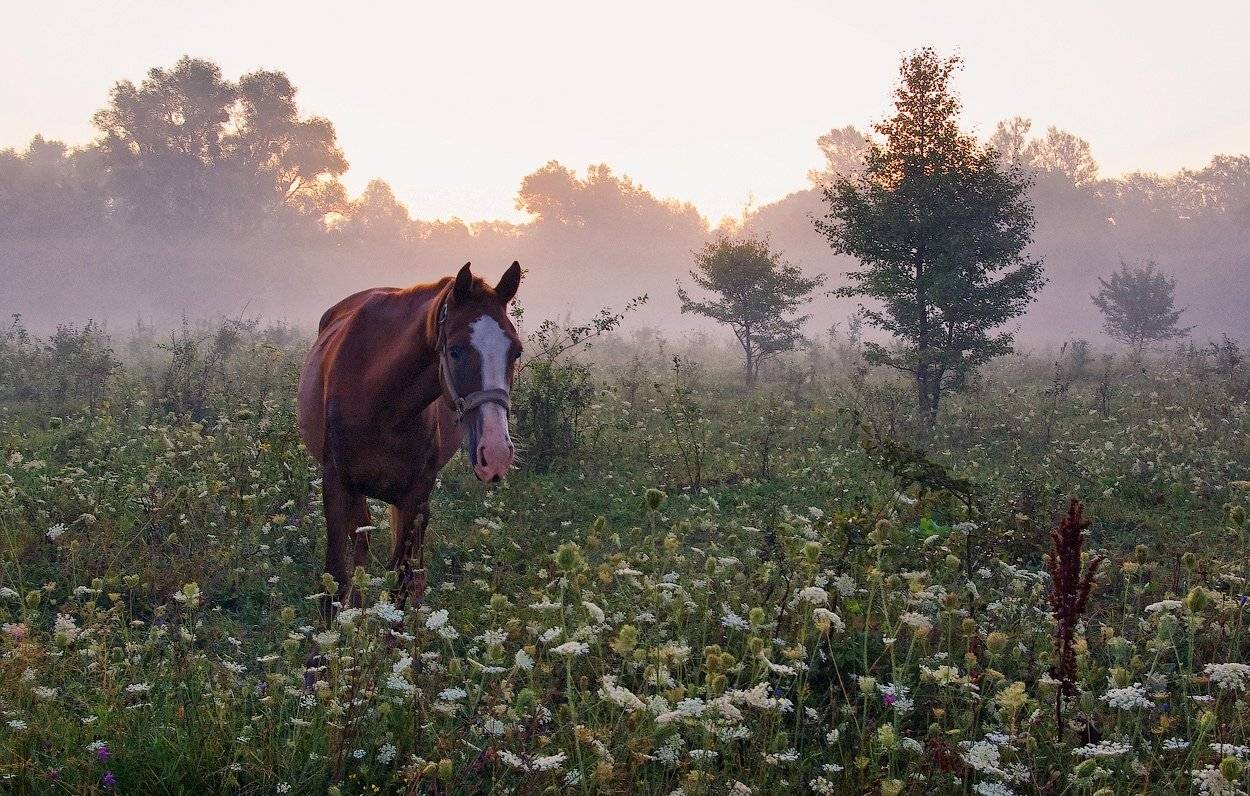 , Игорь Мелекесцев