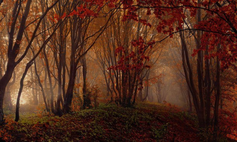 Немного осени... фото превью