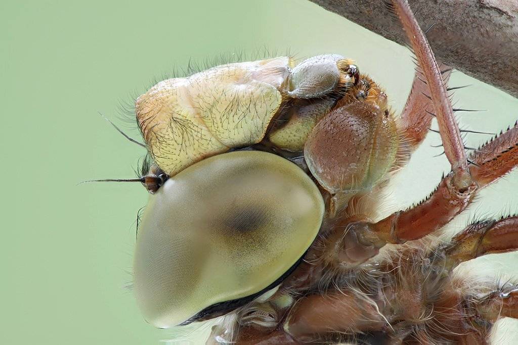 , Сергей Таланов