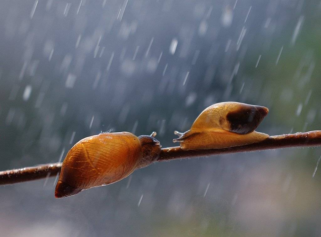 , Юлия Борзилова