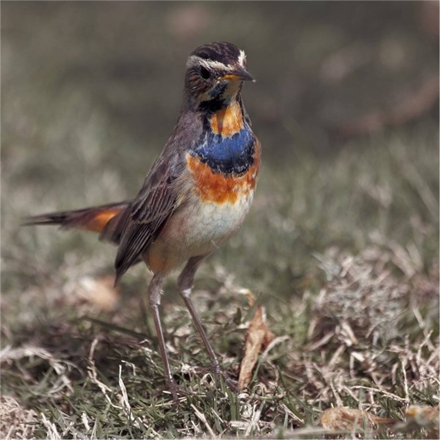 , Дмитрий Алексеев