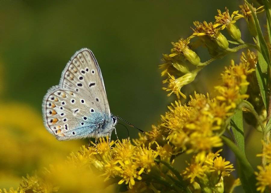 голубянка, Cheplenko Aleksey