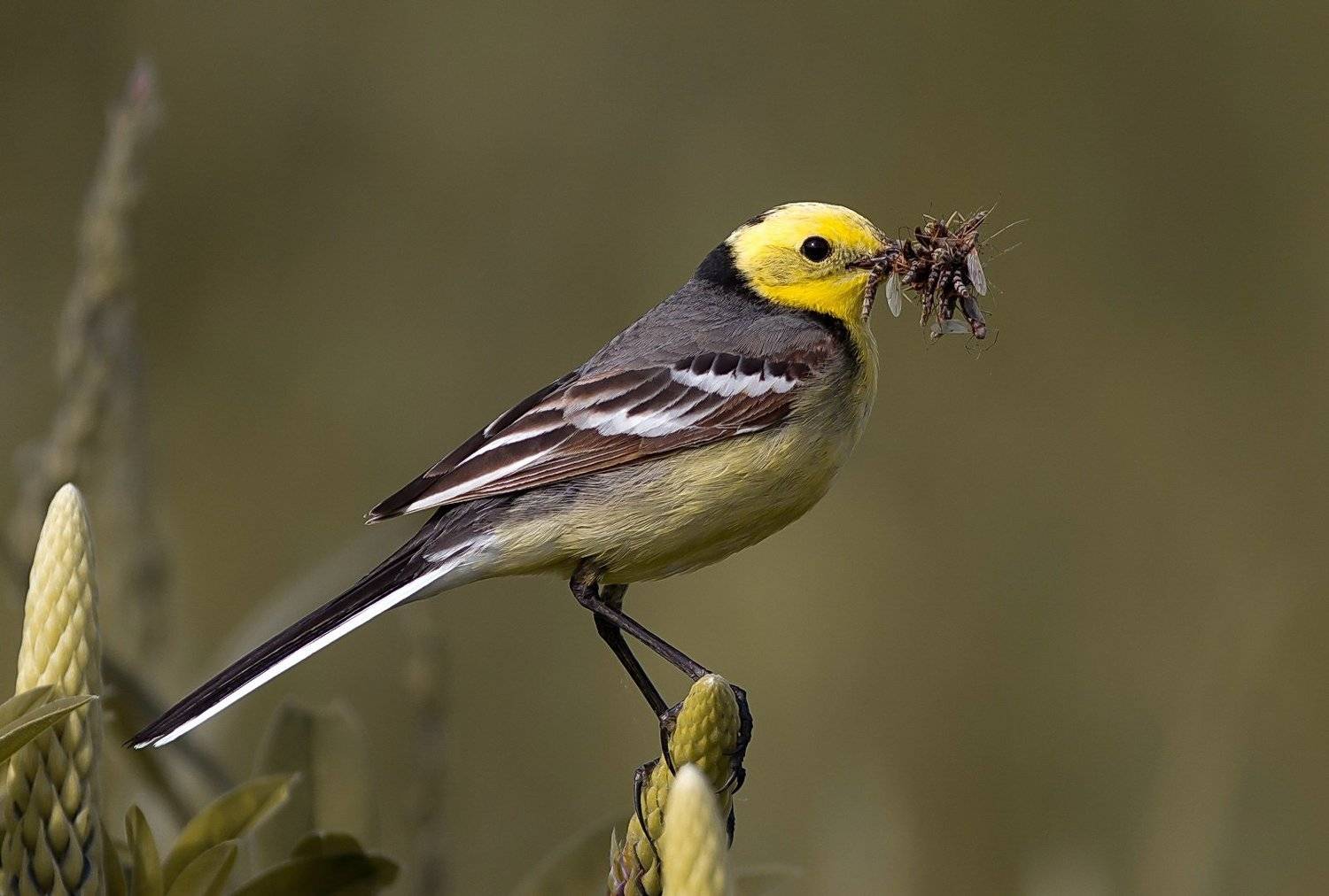 , Вилюнов Дмитрий