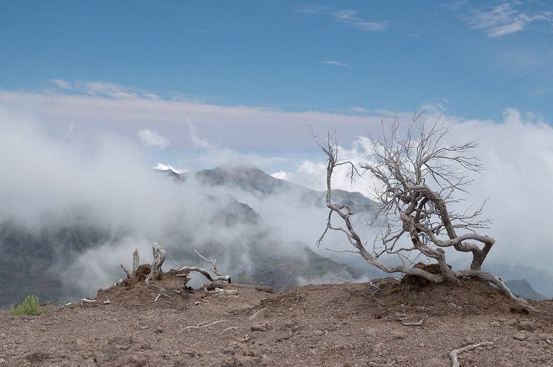 madeira, мадейра, ruivo Only one... фото превью