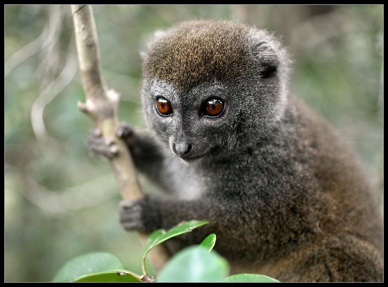 мадагаскар, лемур Бамбуковый Лемур (2) фото превью