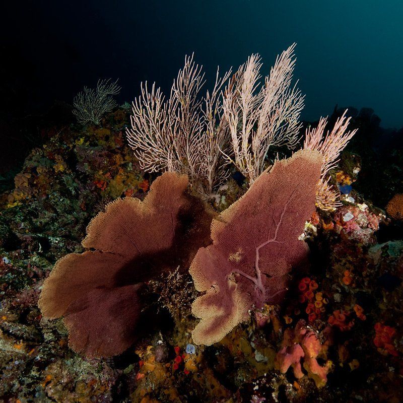 underwater Воспоминания фото превью