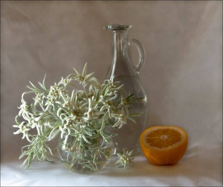 натюоморт,апельсин, цветы, кувшин, El. G.