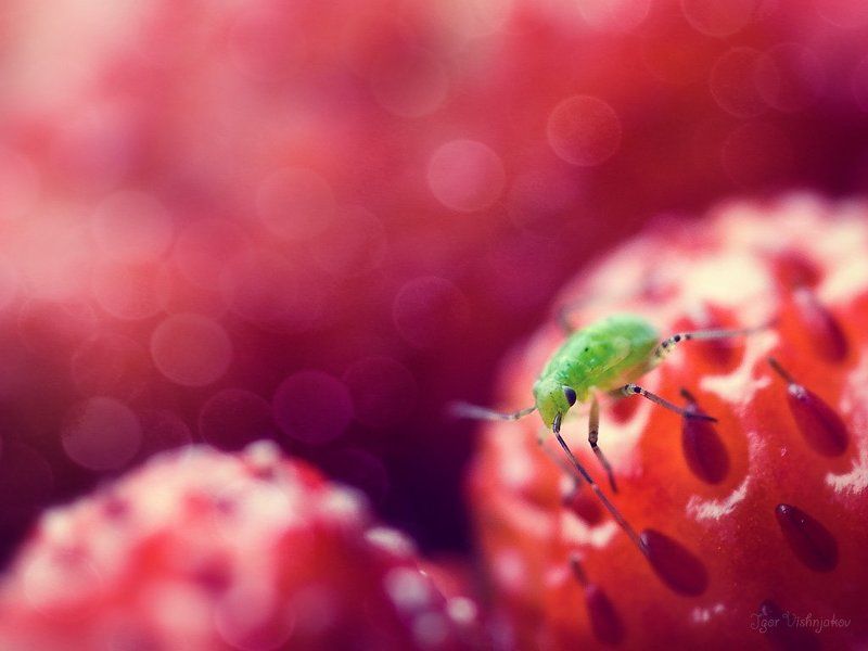 *** фото превью