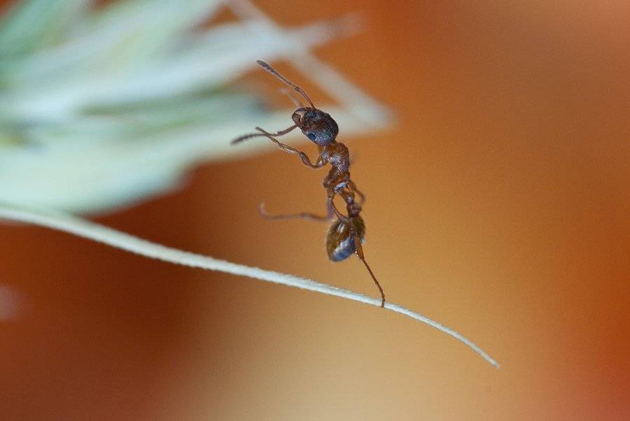 муравей, Ирина Козорог