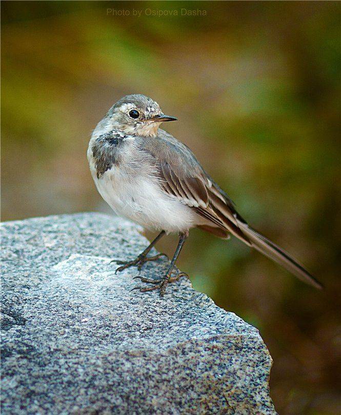 , Осипова Дарья